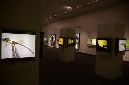 Wasp_exhibition__DSC3434